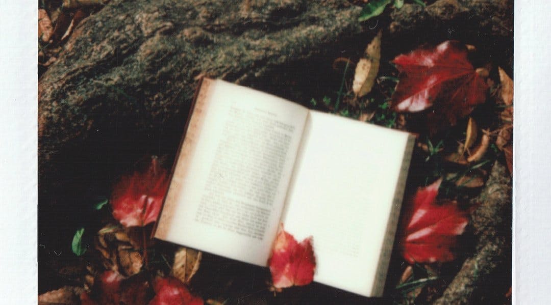 En oppslått bok på en skogbunn med blader